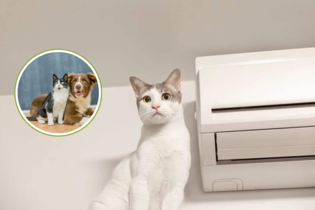 aria condizionata cani e gatti.jpg