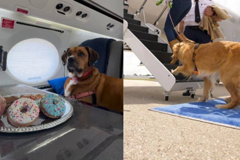 Vi portiamo sui voli di lusso in aereo per cani (a partire da 6mila dollari) 8 bark air 1.jpg