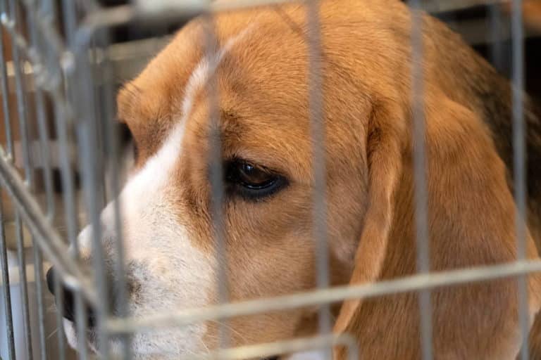beagle gabbia sperimentazione.jpg