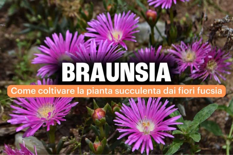 braunsia.jpg