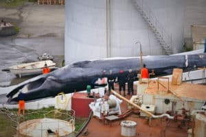caccia balene1.jpg