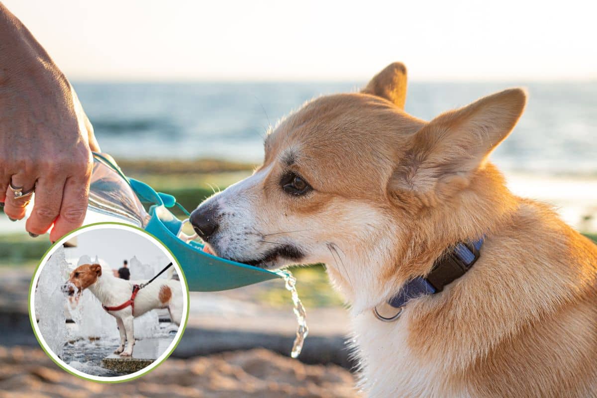 Come proteggere cane e gatto dal caldo? Prova con queste idee pratiche della veterinaria 1 caldo cani.jpg