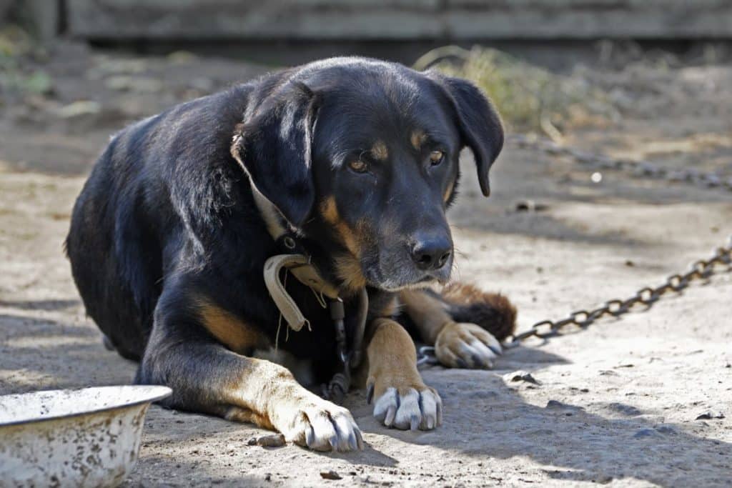 cane catena.jpg