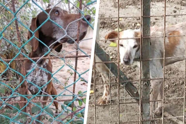 cani caccia Livorno.jpg