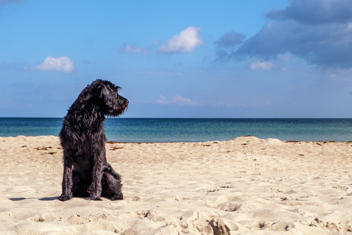 cani gatti mare.jpg