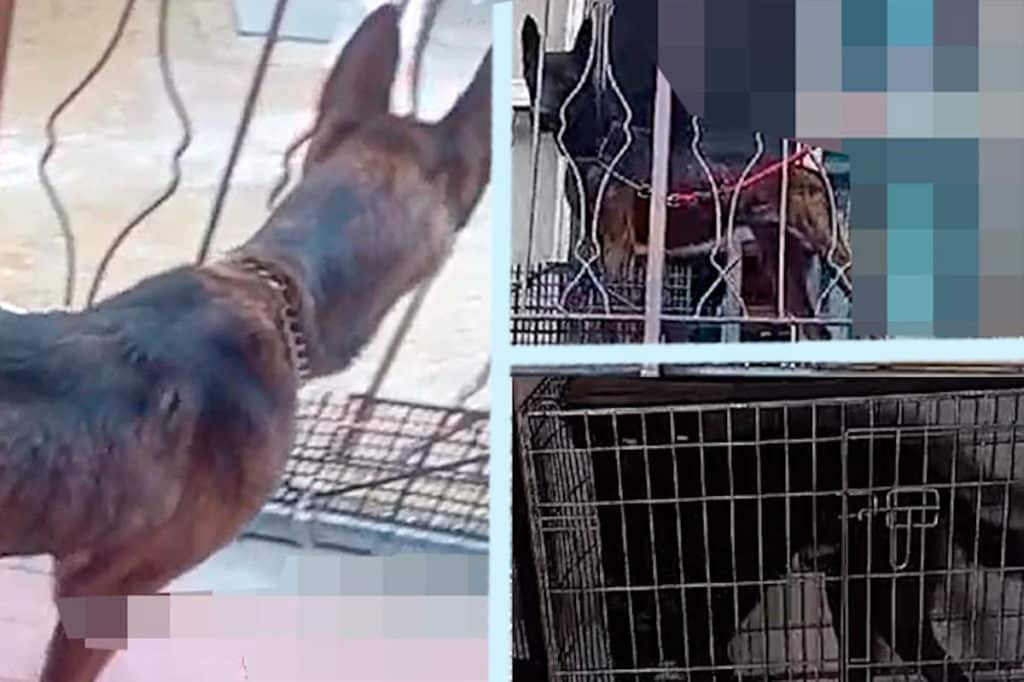 cani maltrattati sequestrati pavia.jpg