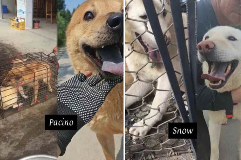 cani yulin.jpg
