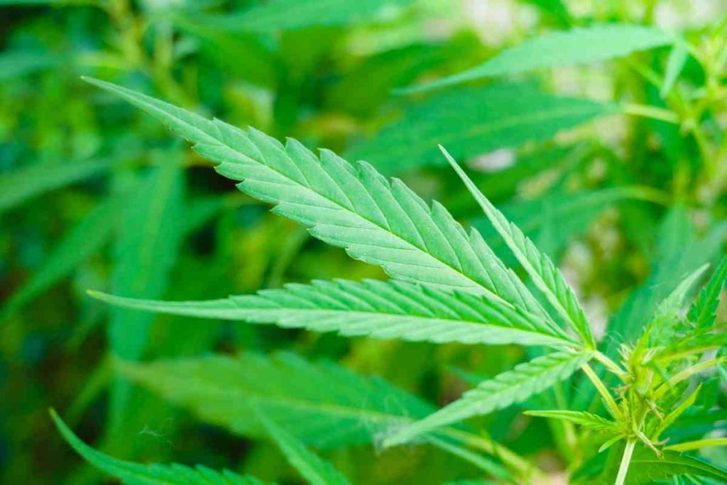 cannabis.jpg