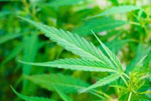 cannabis 300x200.jpg