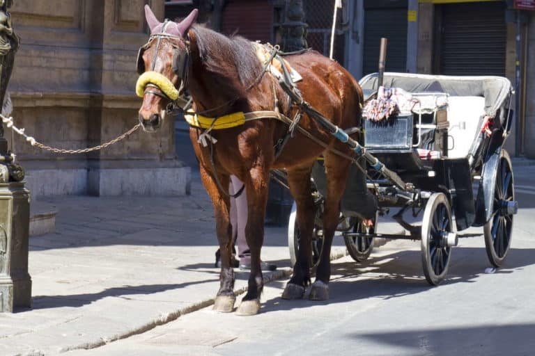 Stop alla circolazione dei carrozze trainate da cavalli a Napoli, ma solo oltre i 30°C 1 carrozze cavalli palermo.jpg