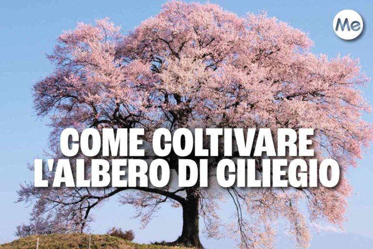ciliegio.jpg