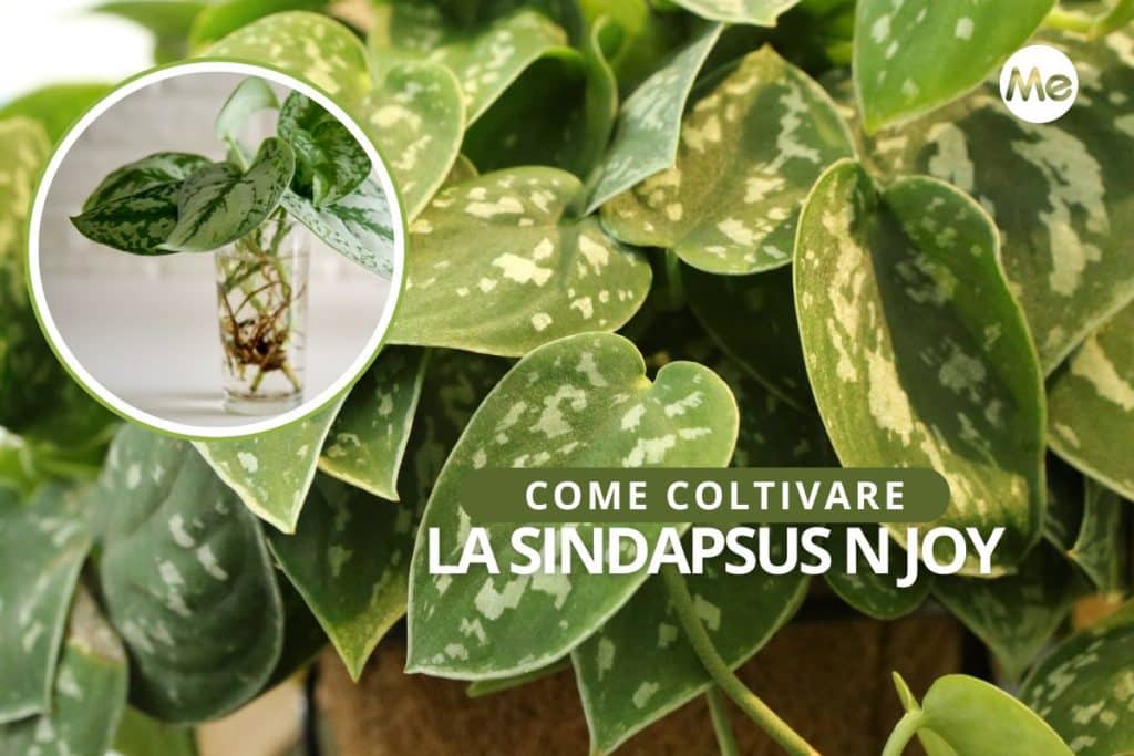 coltivare variante pothos.jpg