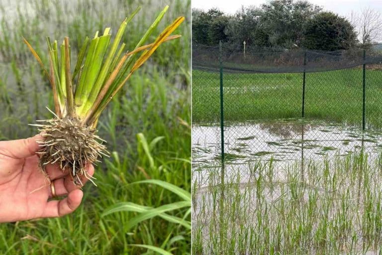 Distrutto da ignoti il primo campo di riso geneticamente “migliorato”: era la sperimentazione con la tecnica dei nuovi OGM 9 coltivazioni riso.jpg