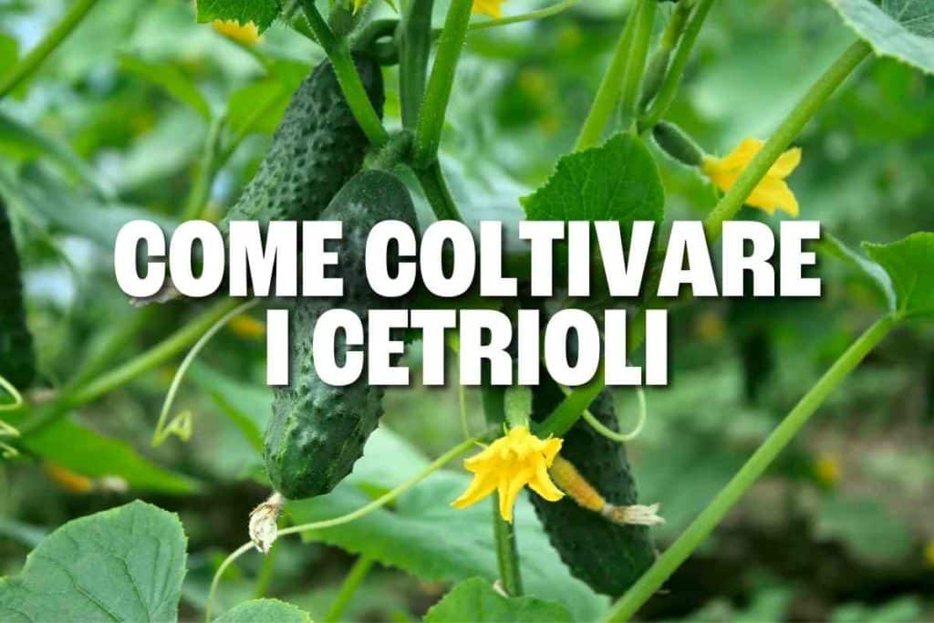 come coltivare i cetrioli.jpg