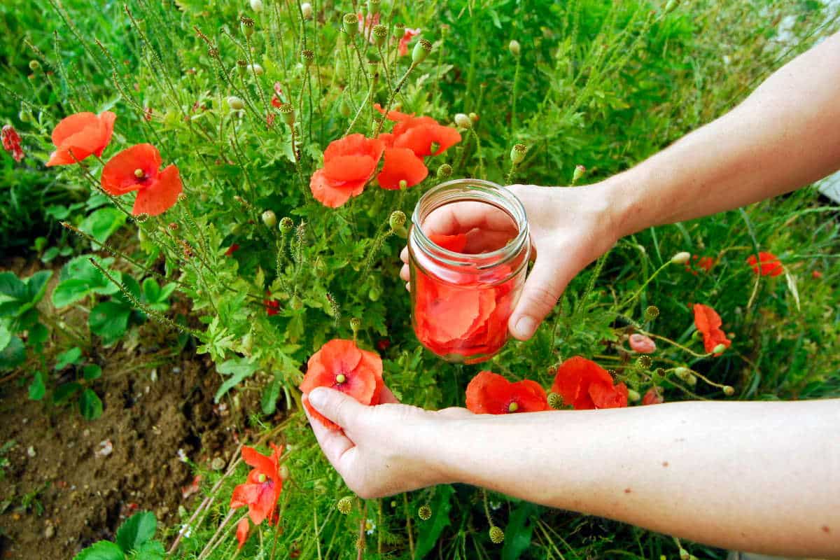 confettura papaveri.jpg