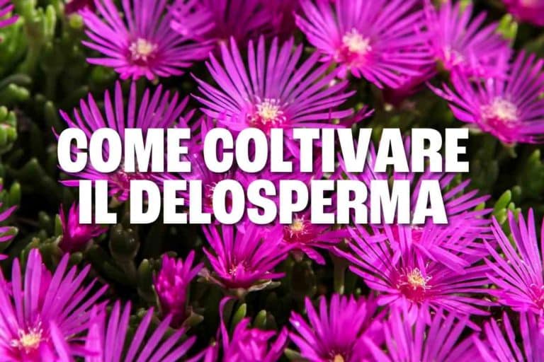 Come coltivare il Delosperma: la succulenta che fiorisce dalla primavera fino all’inverno 1 delosperma.jpg