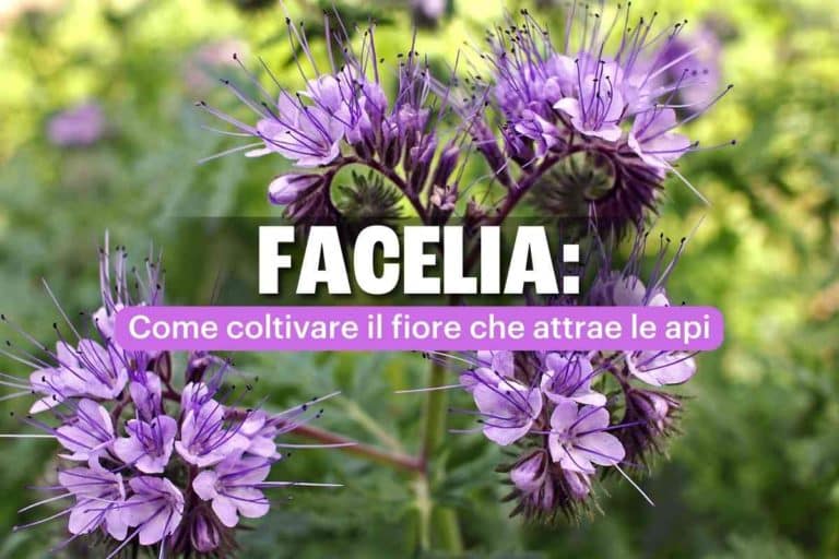 facelia.jpg