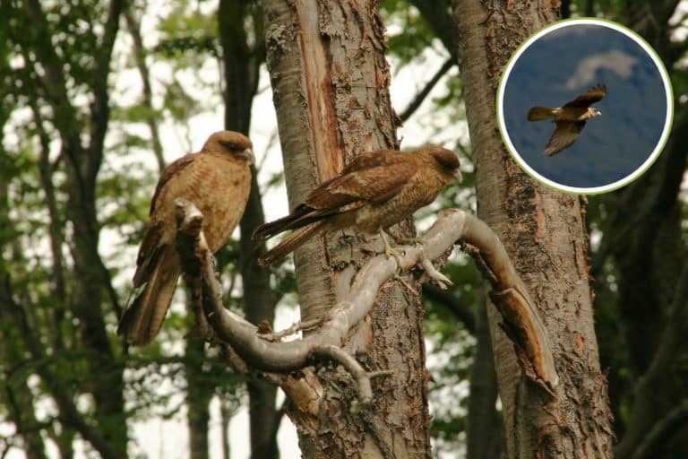 falchi genitori2.jpg