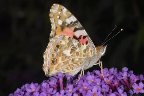 farfalla 500x335.jpg