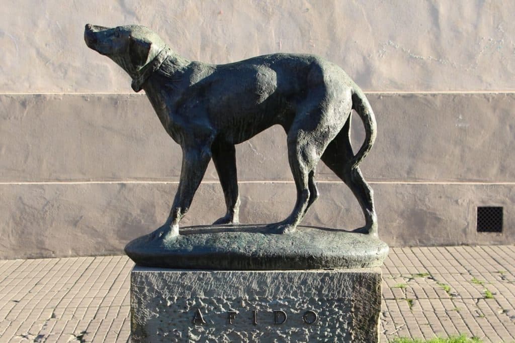 fido hachiko italia.jpg
