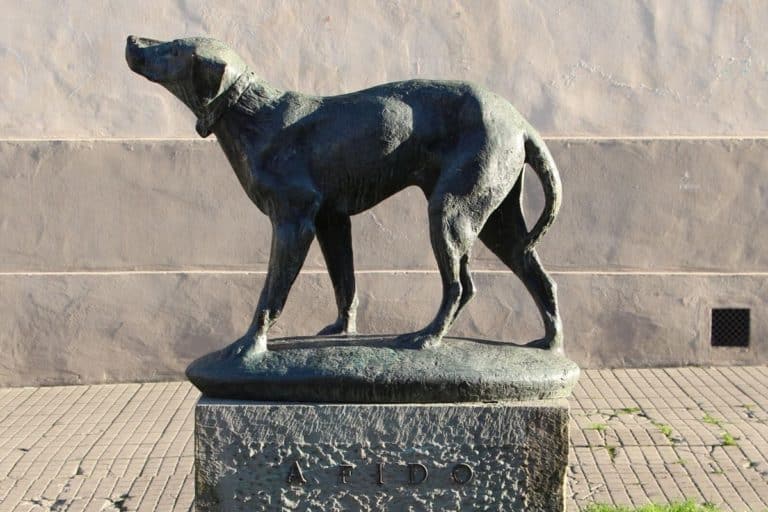 fido hachiko italia.jpg