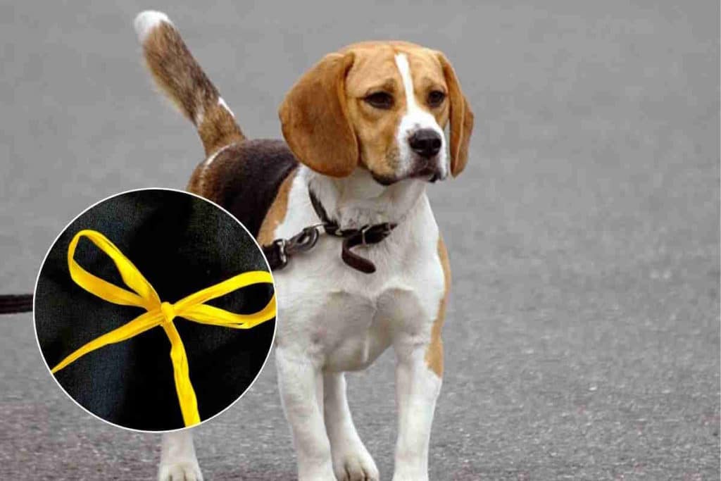 fiocco giallo cane.jpg