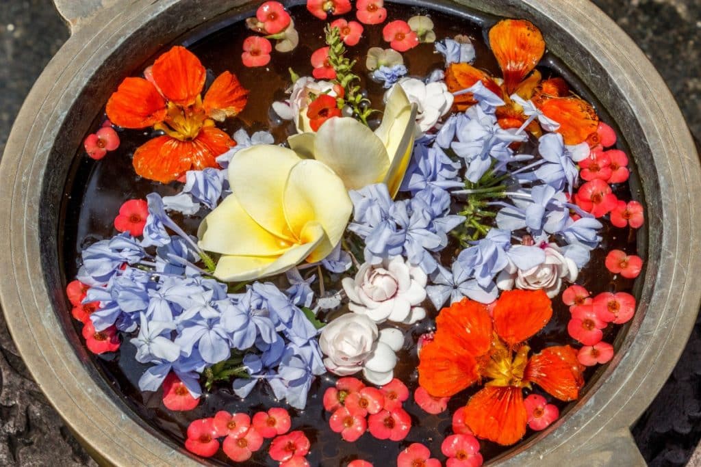 fiori.jpg