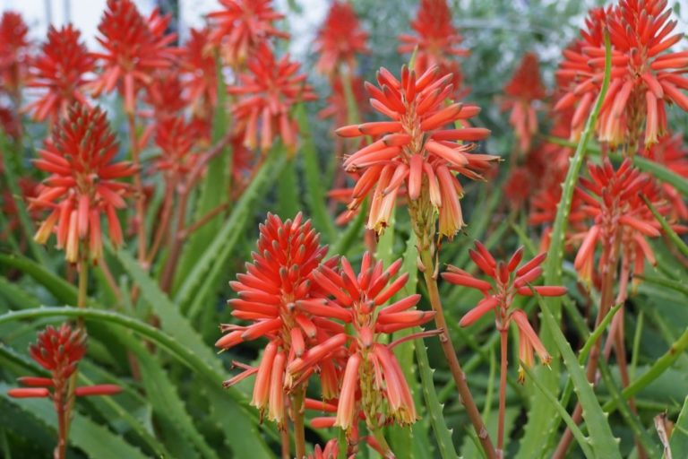 fiori aloe vera.jpg