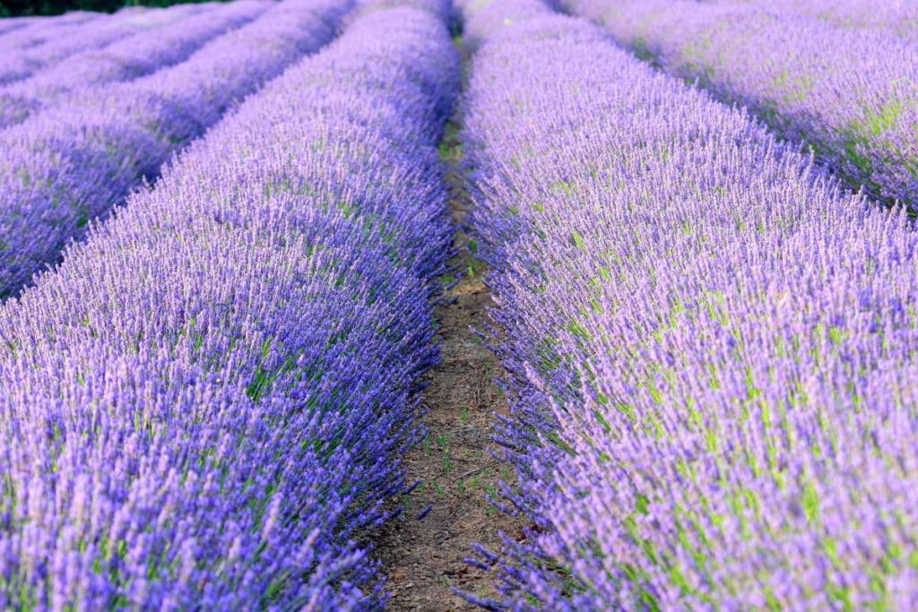 fioritura lavanda.jpg