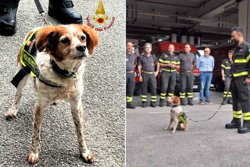 foglia cane ricerca.jpg