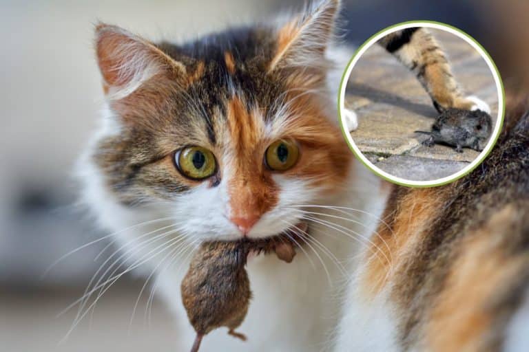 gatto topo.jpg