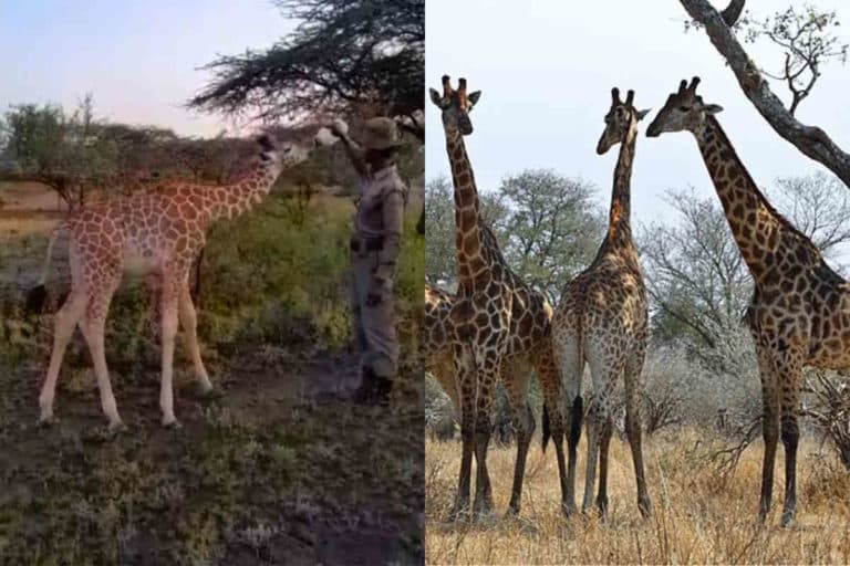 Questa giraffina accudita dai ranger é la cosa più tenera che vedrai oggi (e ti farà riflettere) 8 giraffe.jpg