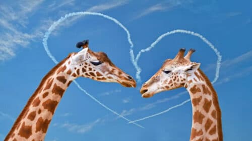 giraffes 1 500x281.jpg