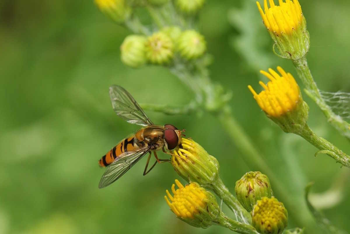 hoverfly 8064749 1280.jpg