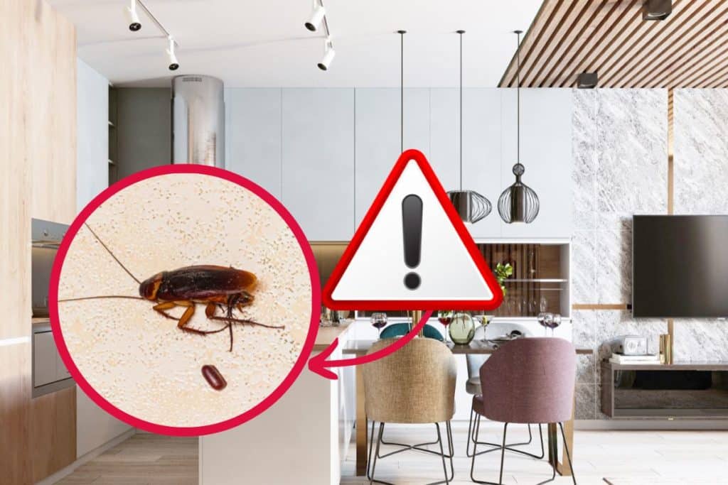 infestazione blatte.jpg