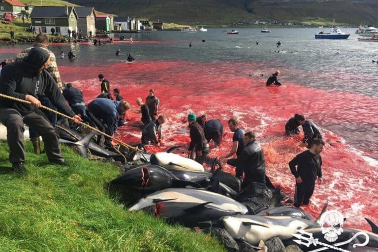 isole faroe grindadrap.jpg