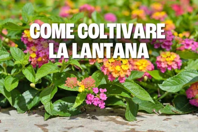 lantana.jpg