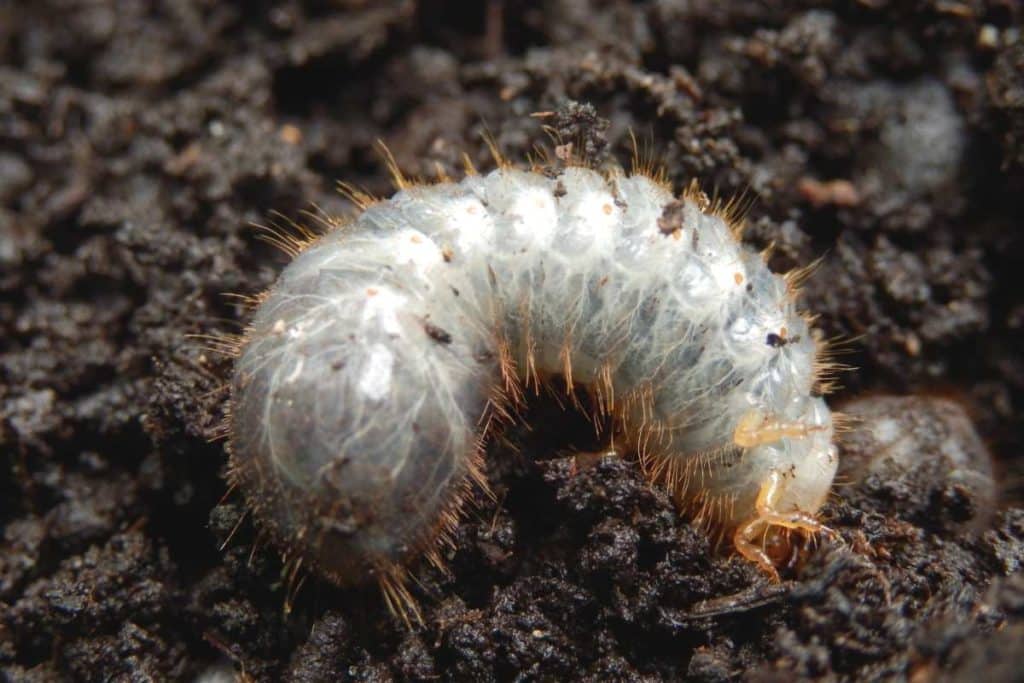 larve di scarabeo 1.jpg
