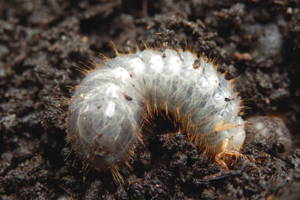 larve di scarabeo 1.jpg