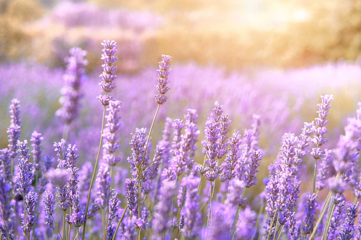 lavanda.jpg