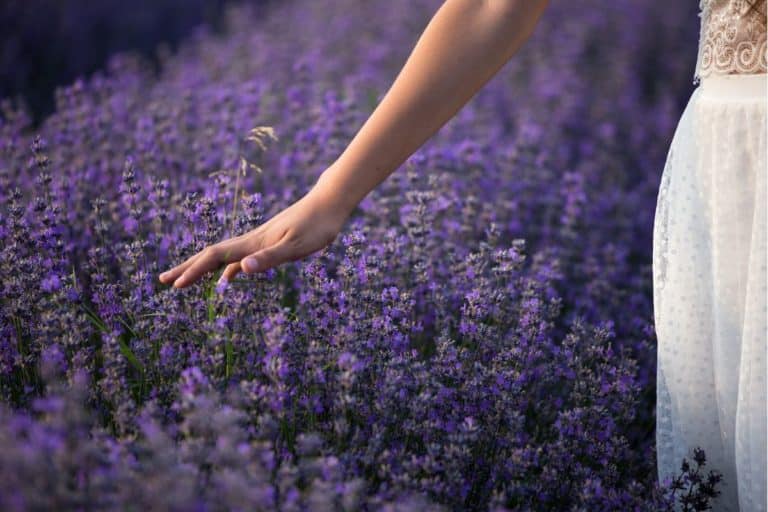 lavanda.jpg