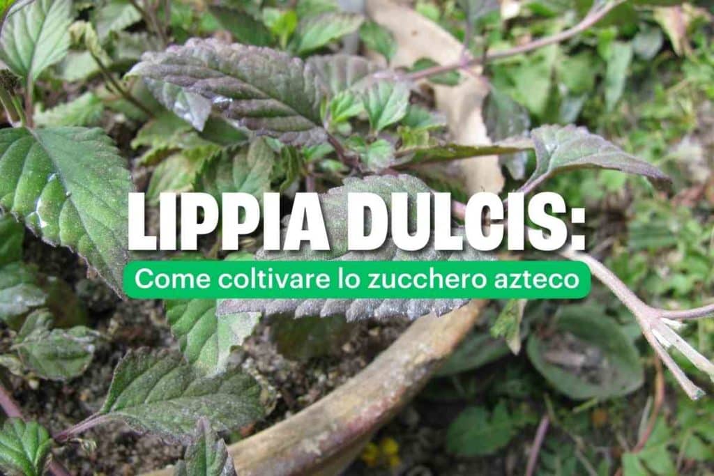 lippia dulcis 2.jpg