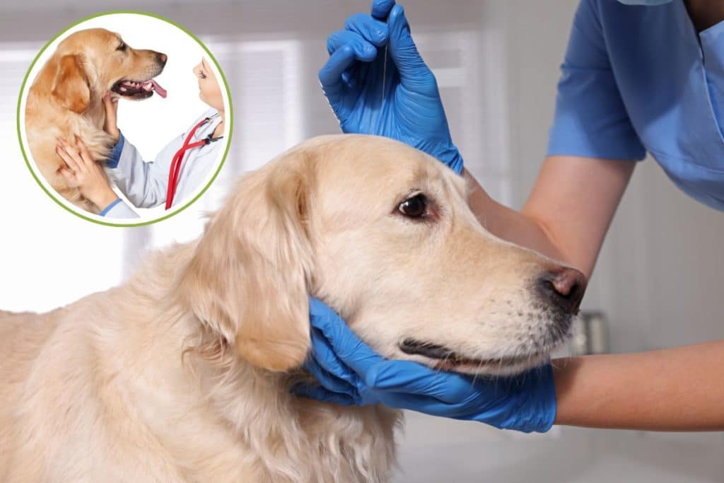 malattie labrador.jpg