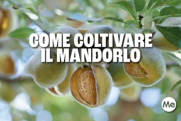 mandorlo.jpg