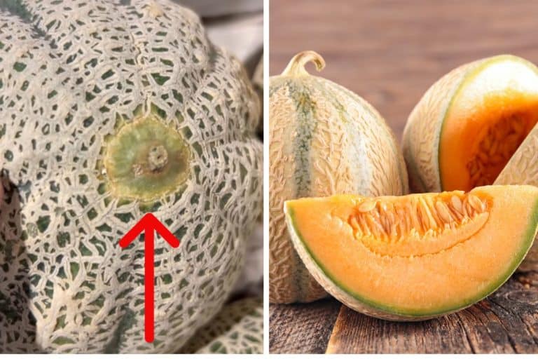 Sono un agronomo e ti svelo come riconoscere un melone maturo subito (il trucco migliore) 1 melone maturo trucco.jpg