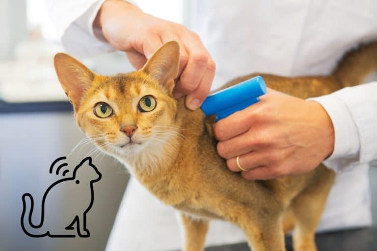 microchip gatto.jpg
