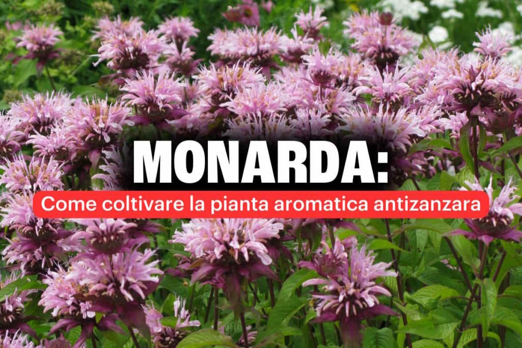 monarda.jpg