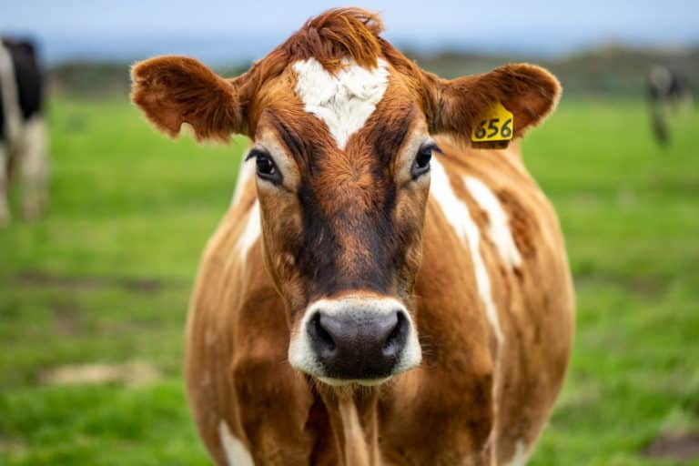 Giovane mucca fugge dalla fattoria, la polizia la investe con un’auto più volte (immagini crudeli che hanno scosso il Regno Unito) 10 mucca allevamento.jpg