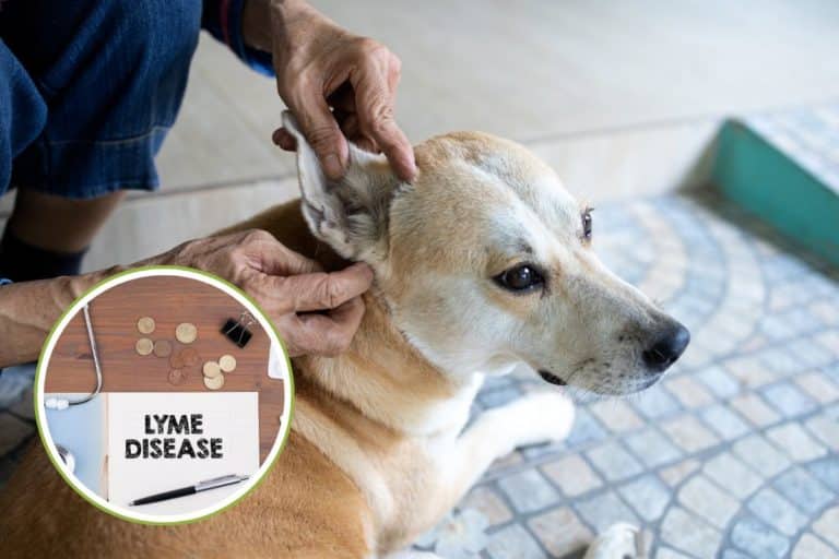 Malattia di Lyme nel cane, sono una veterinaria e ti spiego a quali sintomi fare attenzione 3 nalattia di lyme.jpg