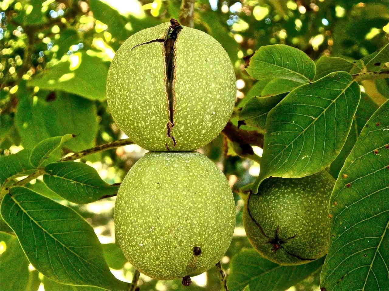 noci.jpg